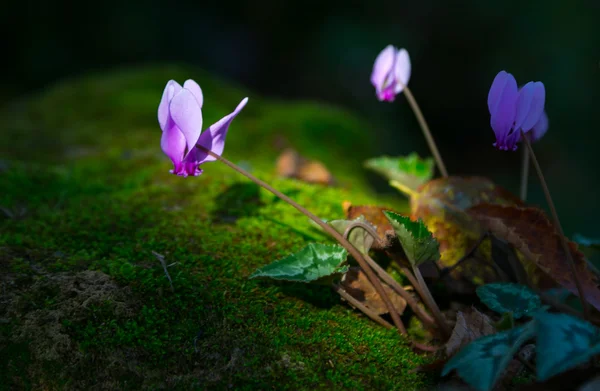 Wild flowers — Stock Photo, Image