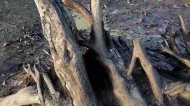 Ormanda Kırık Ağaç Kökleri Yığını