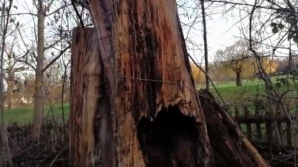 Popraskaný Kmen Mrtvého Stromu Lese — Stock video