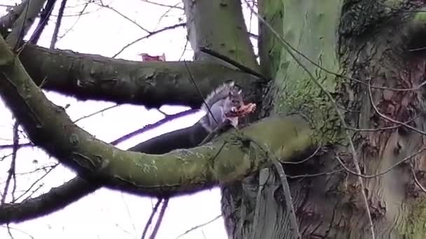 Cute Wiewiórka Jedzenie Gałęzi — Wideo stockowe