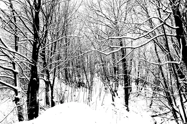 Ramas Árboles Cubiertas Fondo Nieve — Foto de Stock