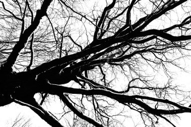 Karla kaplı Siyah ve Beyaz Ağaçlar