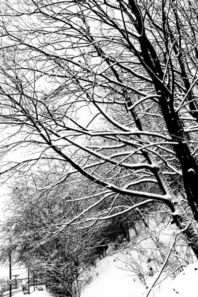デジタルイラストツリー枝の背景 — ストック写真