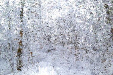 Kar Arkaplanındaki Dijital Resimli Ağaçlar