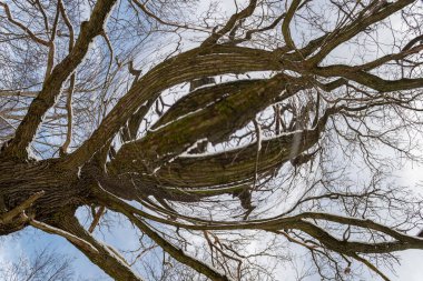 Dijital Görüntü Kış Ağaçları ve Kar Arkaplanı