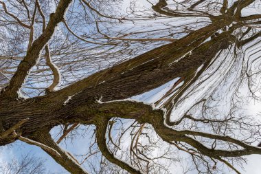 Dijital Görüntü Kış Ağaçları ve Kar Arkaplanı