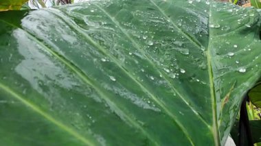 Doğanın zarifliğini gösteren, yemyeşil bir yaprağı süsleyen, parlayan yağmur damlalarının yakın plan görüntüsü.