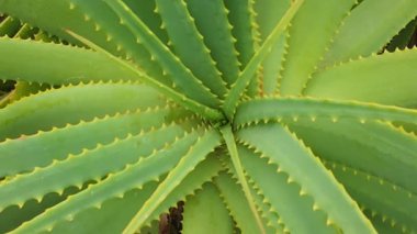 Canlı tonlarda detaylı aloe, aloe rosette 'in yakın plan görüntüsü karmaşık yaprak desenleri