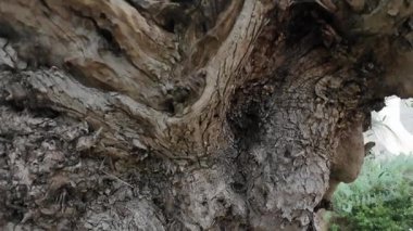 Zeytin ağacı yakın plan, karmaşık yakın plan, eski zeytin ağacının kabuğunda derin düğümler ve yosunlar vurguluyor.