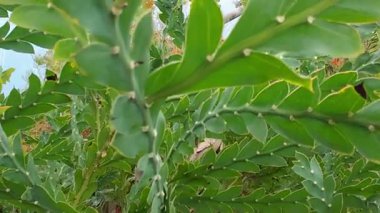 Tropikal yaprak ve gövdelerin detaylı görüntüsü yumuşak ışık altında zengin desenli tropikal bitki yaprakları