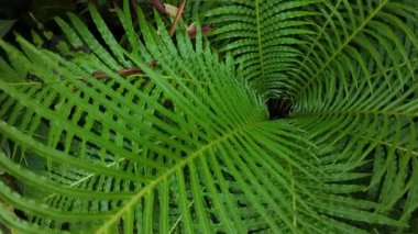 sarmal eğreltiotu yaprakları yeşillikte, koyu yeşil eğrelti otları desenli yapraklar ve doğal atmosferli.