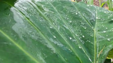 Doğanın zarifliğini gösteren, yemyeşil bir yaprağı süsleyen, parlayan yağmur damlalarının yakın plan görüntüsü.