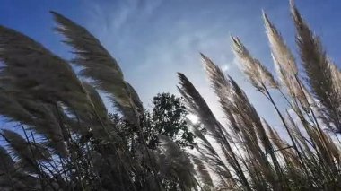 Güzel Cortaderia Selloana Beyaz otlar
