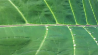 Yağmurlu yaprakların yakın çekimi, titreyen çiğ ve canlı yağmurlu tropikal yaprağın detaylı görüntüsü.