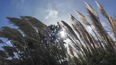 Güzel Cortaderia Selloana Beyaz otlar