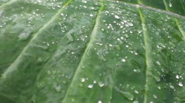 Yağmurlu yaprakların yakın çekimi, titreyen çiğ ve canlı yağmurlu tropikal yaprağın detaylı görüntüsü.