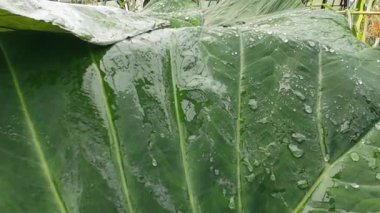 Yağmurlu yaprakların yakın çekimi, titreyen çiğ ve canlı yağmurlu tropikal yaprağın detaylı görüntüsü.