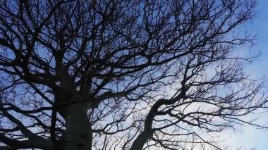 Güzel çıplak ağaç dalları. Yüksek kalite 4k görüntü