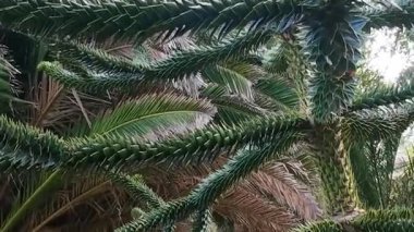 Dikenli yeşil dallar, bayat ağaçlar. Yüksek kalite 4k görüntü