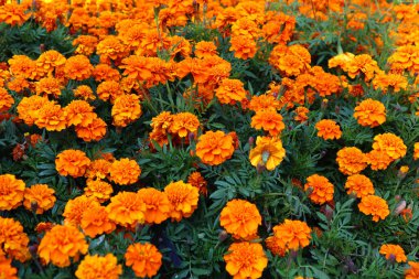 Küçük sarı çiçeklere papatya denir.