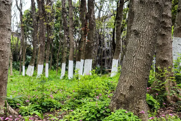 Many Flowers Come Out Spring — Stock Photo, Image