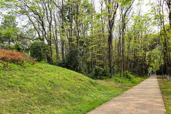 Garden Full Green Scenes Spring — Stock Photo, Image