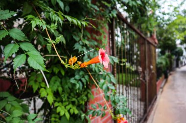 Burası Çin 'de güzel bir yerleşim yeri. Villaların çitleri güzel çiçeklerle kaplı.
