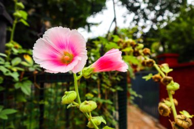 Burası Çin 'de güzel bir yerleşim yeri. Villaların çitleri güzel çiçeklerle kaplı.
