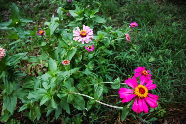 Las Margaritas Rojas Del Jardín Salieron Primavera — Foto de Stock