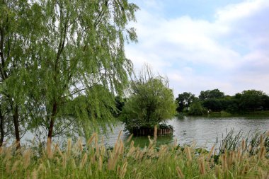 Bu, Çin 'deki yemyeşil bir parkın güzel bir manzarası. Geniş çayırlar ve güzel göller insanların dinlenip oynayabileceği bir yer.