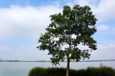 Bu, Çin 'de güzel gölleri olan güzel bir park manzarası.
