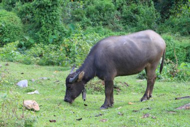 Tay bufalo çim alanın kuzeyinde Tayland içinde 