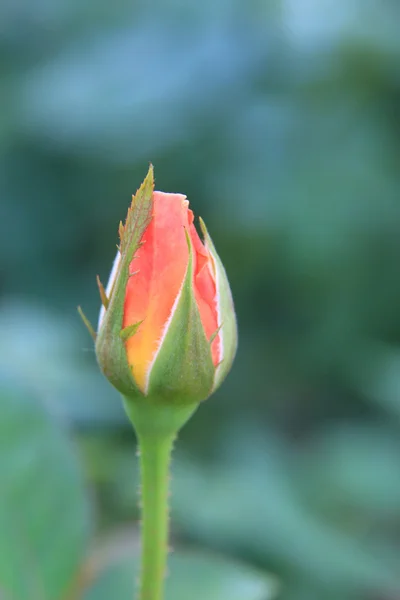 Close up of rose flower — Stock Photo, Image