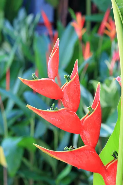 Heliconcia çiçek — Stok fotoğraf