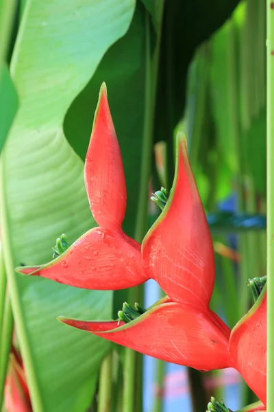 Квітка Heliconcia — стокове фото