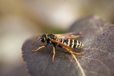 arı, bal çiy, böcek, yaprak, böcek, yaz, makro
