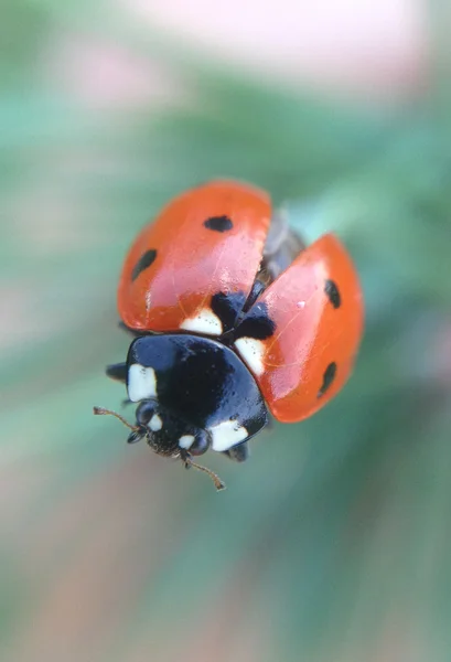 Escarabajo, moho, manchas, insectos, hojas, insectos, verano, macro — Foto de Stock