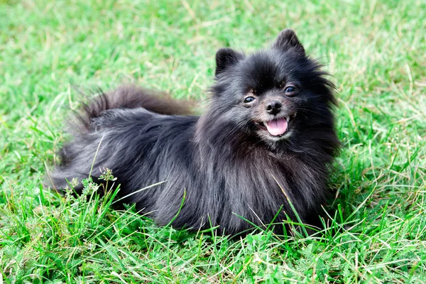 German Spitz for a walk — Stock Photo, Image