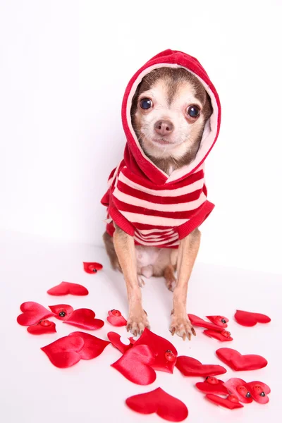 Toy Terriër, hond, leuk, mooi, tentoonstelling, ansichtkaarten — Stockfoto