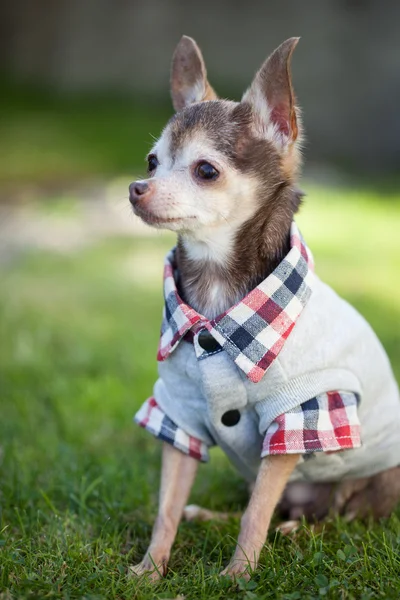 Dog, lapdog, toy terrier, fashionable dog, animal, pocket dog, beautiful, cute, — Stock Photo, Image