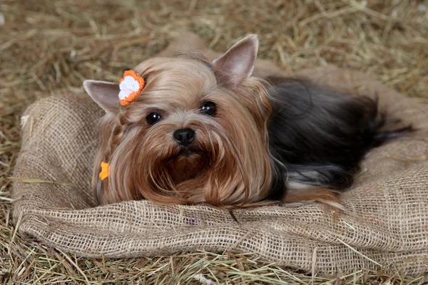 Dog, lapdog, Yorkshire terrier, fashionable dog, animal, pocket dog, beautiful, cute,for dogs, postcards, calendars, little friend, fashionable dog — Stock Photo, Image