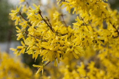 Hor çiçeği, Bahçe çalı, bahar, kapak, takvim