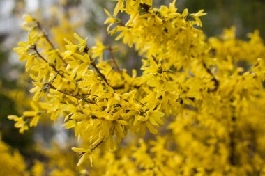 Hor çiçeği, Bahçe çalı, bahar, kapak, takvim,