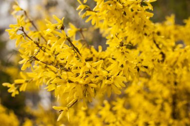 Hor çiçeği, Bahçe çalı, bahar, kapak, takvim, erken çiçekli çalı