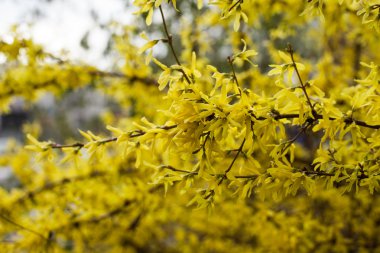 Hor çiçeği, Bahçe çalı, bahar, kapak, takvim,