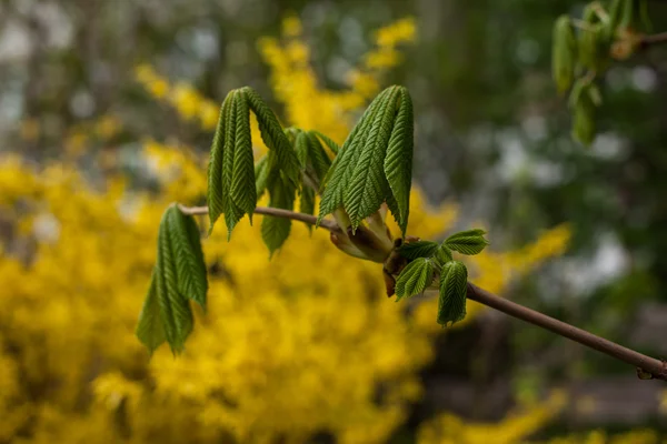 Garden shrub, spring, cover, calendar, — Stock Photo, Image