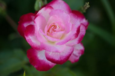 üç ayı, ayılar el yapımı oyuncak ayılar,