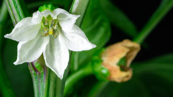 Bílá Svěží Květina Kvetoucí Popředí Již Opyleným Pozadí Různá Stádia Stock Obrázky