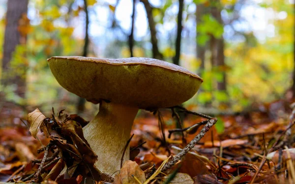 Champiñón Bollo Centavo Masivo Creciendo Bosque Haya Boletus Edulis También — Foto de Stock