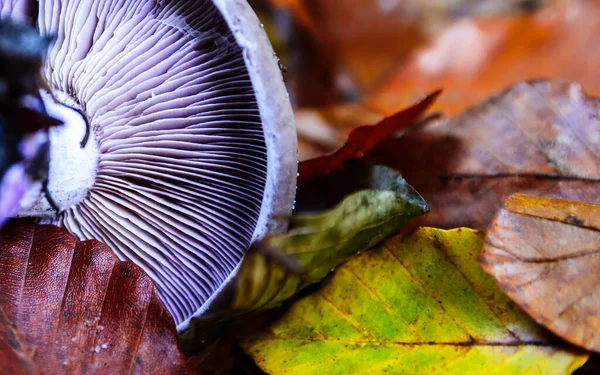 Composición Del Bosque Setas Otoño Seta Púrpura Hojas Haya Marrón — Foto de Stock